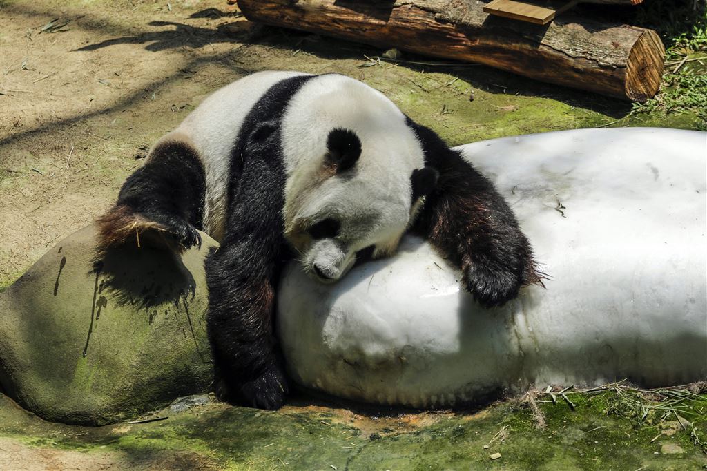 Panda's heten Wu Wen en Xing Ya - Vorsten
