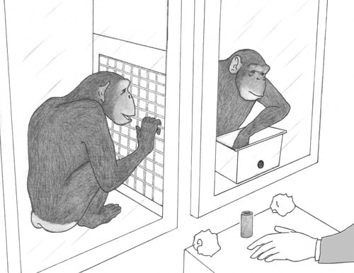 Tekening experiment chimpansees