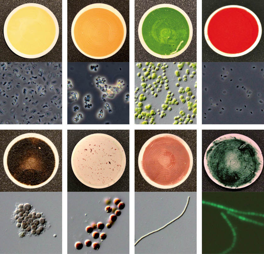 Microben-monsters