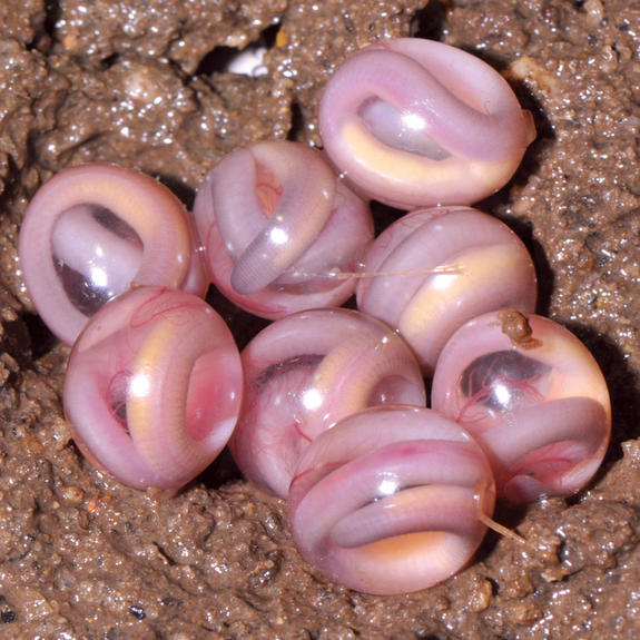 Wormsalamanders groeien in doorschijnende eieren. Hun moeder houdt de wacht.
