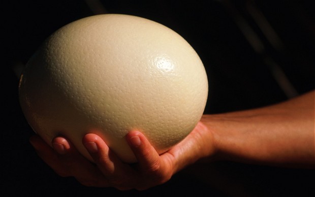 Bereid je voor op een mega-omelet: het grootste ei in het dierenrijk wordt gelegd door de struisvogel. Het is 15 centimeter in diameter en weegt ongeveer 1,3 kilogram. Hier komen dan ook gigantische baby’s uit, soms wel ter grootte van een volwassen kip.