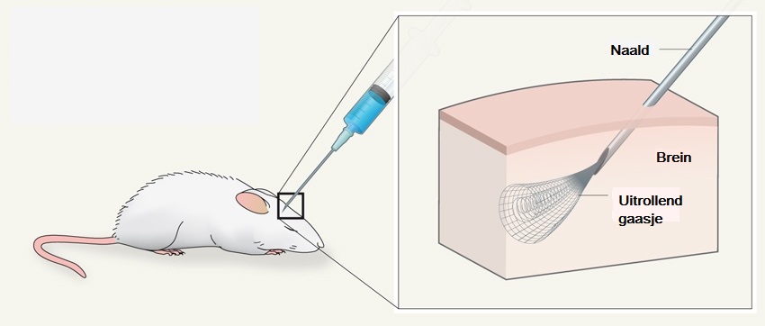 Wanneer het implantaat in het brein van de muis is gespoten, rolt het zich vanzelf weer uit.