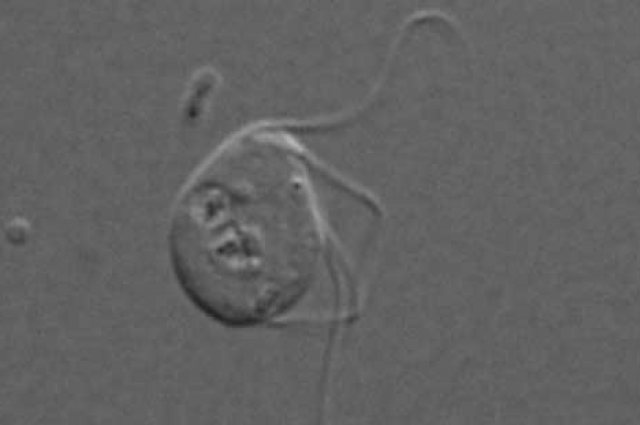 eukaryoot zonder mitochondrien