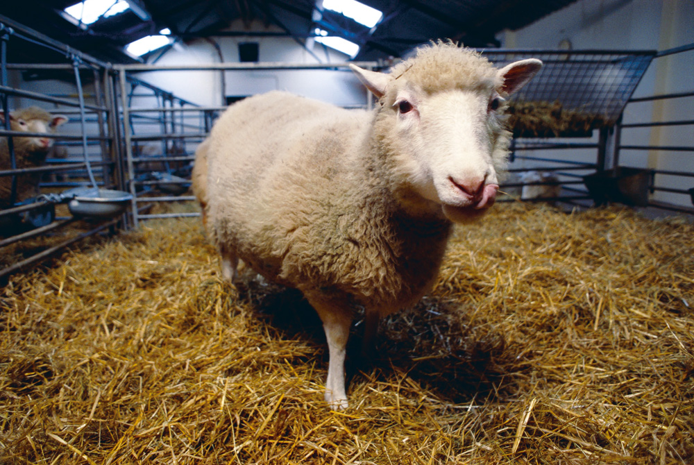 Het beroemde schaap Dolly, dat in 1996 als eerste gekloonde dier ter wereld kwam.