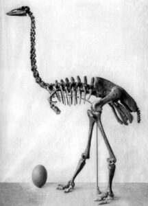 Skelet van een Aepyornis maximus met haar ei. 