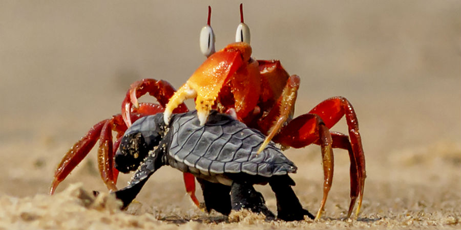 SHOT: krab verkijkt zich op zijn maaltijd | KIJK Magazine