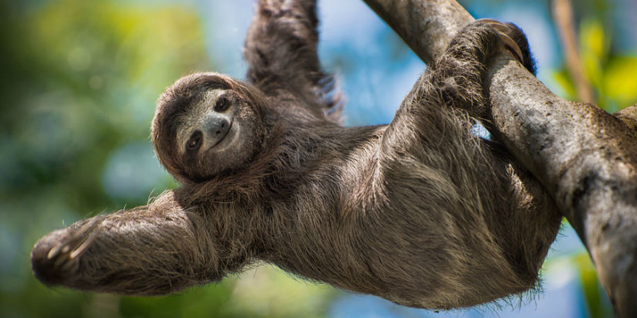 Moet je zien: TED-talk over luiaards | KIJK Magazine