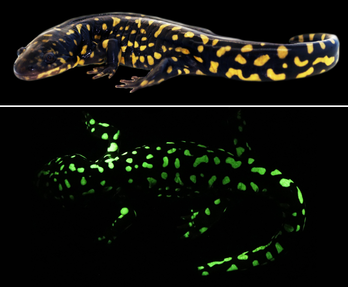 De gele stippen op de huid van de tijgersalamander (Ambystome tigrinum) kleuren felgroen onder UV-licht.