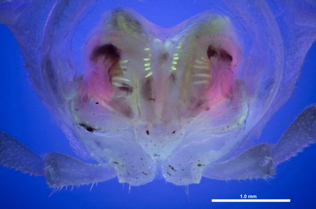 Vulva van Pseudopolydesmus onder UV-licht