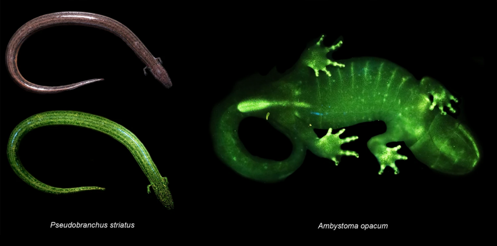  Links op de foto kleurt de bruingrijze, gestreepte dwergsirene (Pseudobranchus striatus) volledig groen onder UV-licht. In de gemarmerde salamander (Ambystoma opacum), rechts, fluoresceren zelfs de botjes fel mee. 