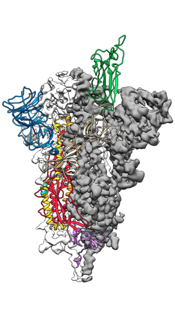 spike-eiwit coronavirus