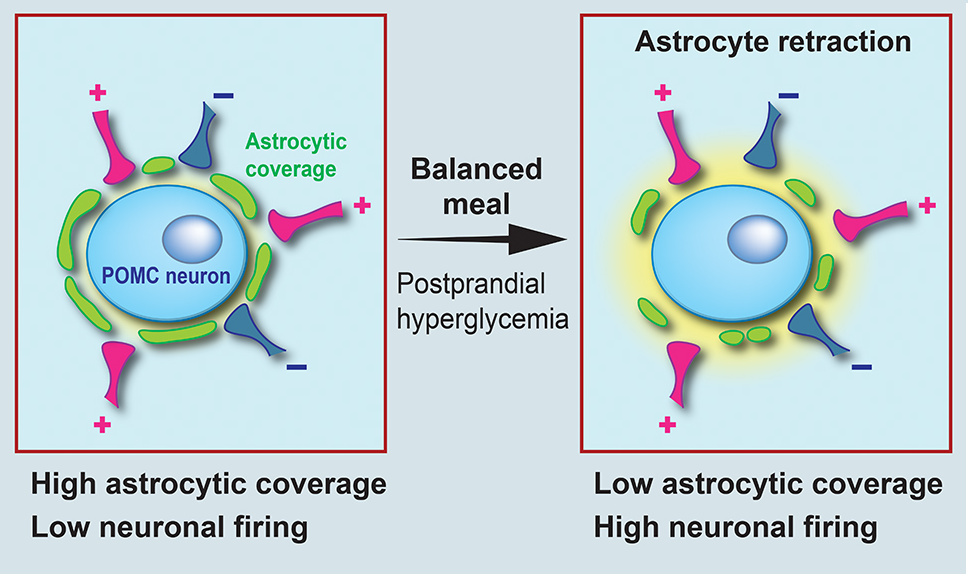 Onder invloed van glucose trekt de astrocyte zich terug van de POMC-neuron. De neuron raakt actief en vuurt signalen af die het hongergevoel stilt  
