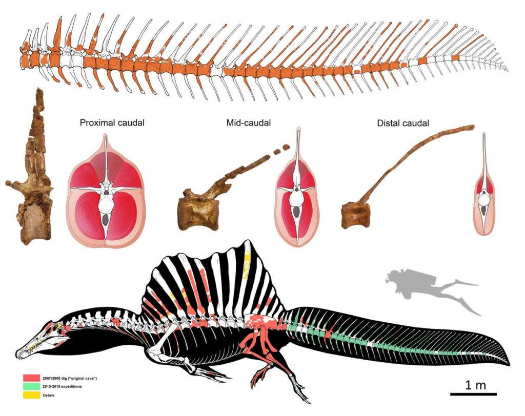 Spinosaurus