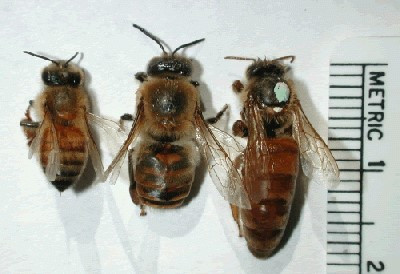 Kaapse honingbij
