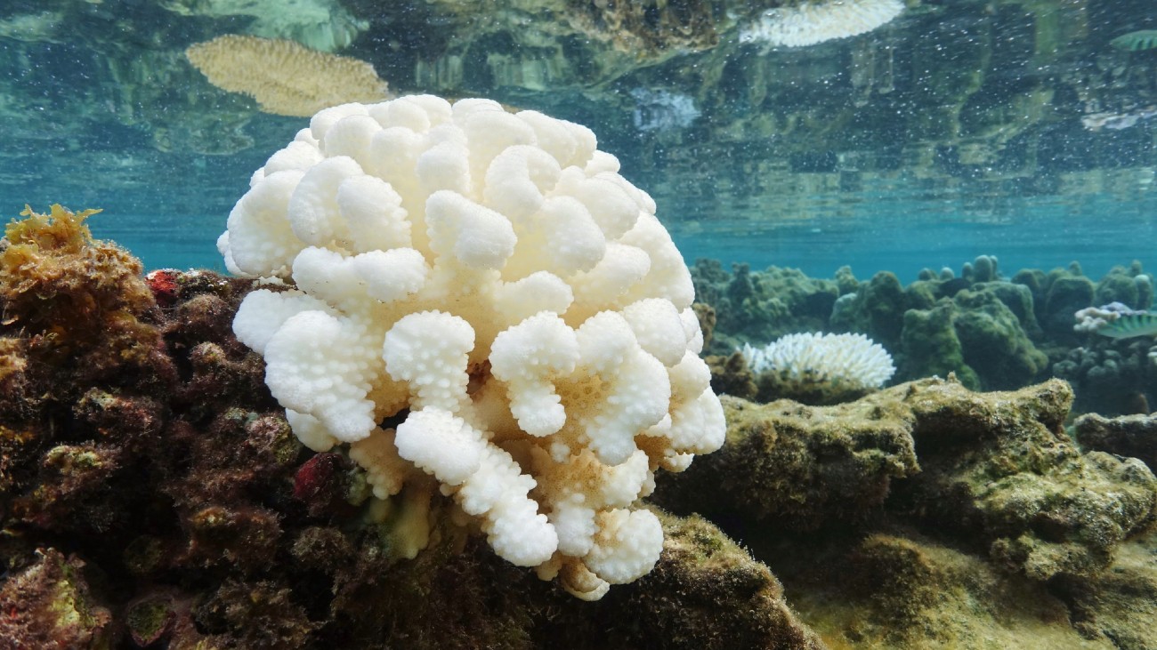 Hittebestendig koraal gekweekt