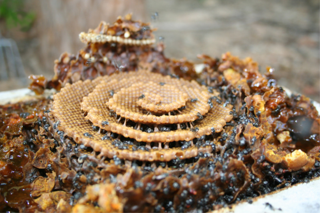 Spirale honingraat gebouwd door bijen (Tetragonula carbonaria)