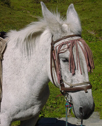 Muildier hyrbride tussen paard en ezel