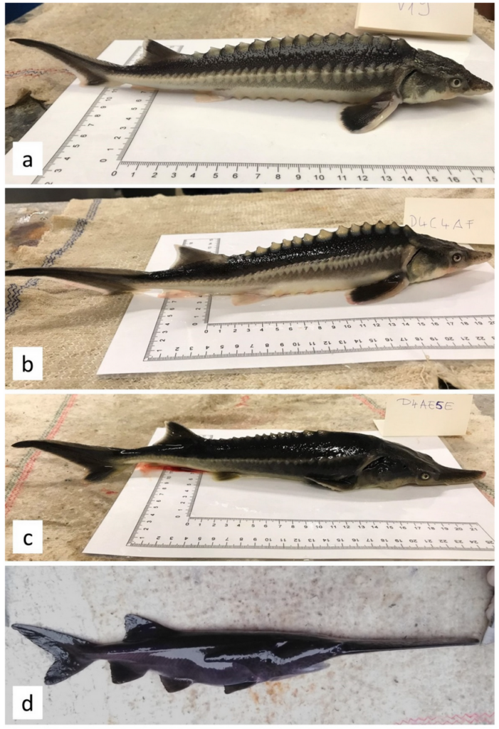 Sturddlefish, nieuwe hybride vissoort ontstaan uit kruising tussen een Russische steur en een Amerikaanse lepelsteur. De wetenschappers kruisten de twee soorten per ongeluk in het lab. Bovenste foto: een Russische steur. Onderste foto: een Amerikaanse lepelsteur. Twee middelste foto's: de hybride vis "Sturddlefish".