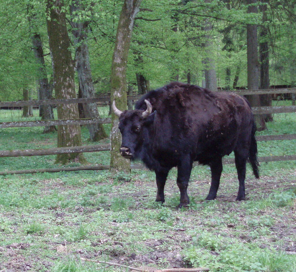 Zubron kruising koe en bison