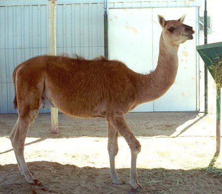 cama is een hybride tussen kameel en lama