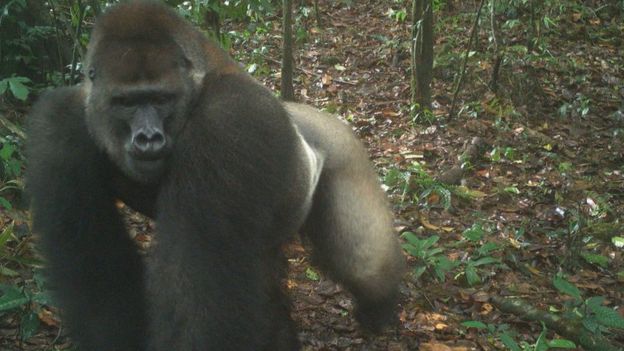 Cross Rivergorilla