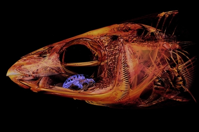 Onderzoeker ontdekt parasiet in schedel van een lipvis