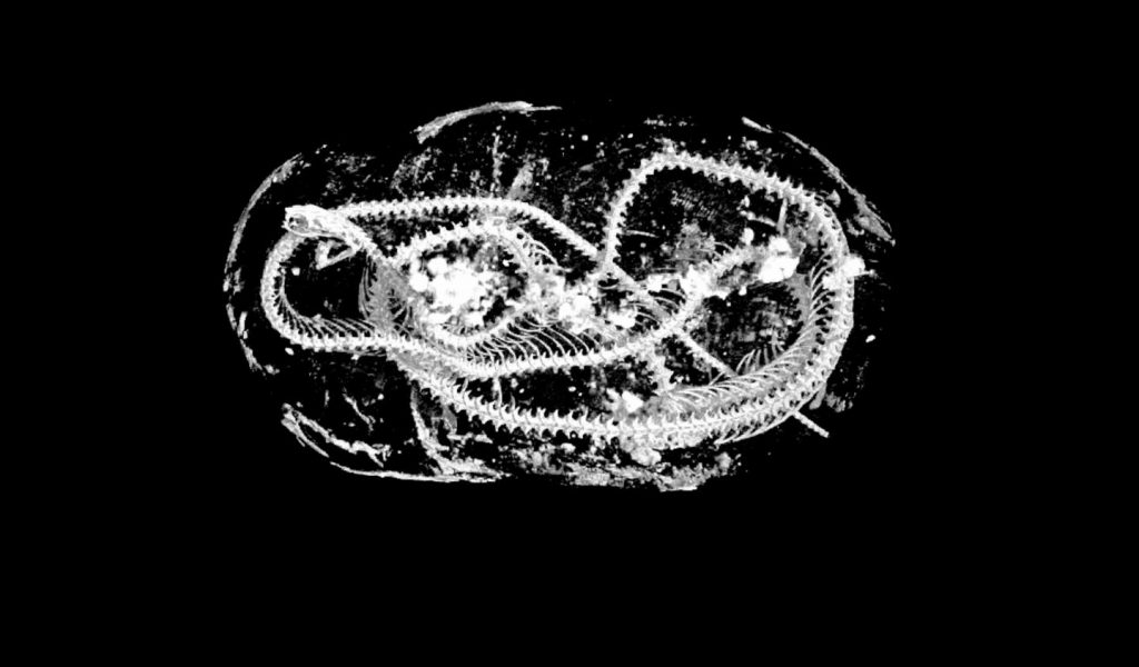 3D-scan cobra mummie