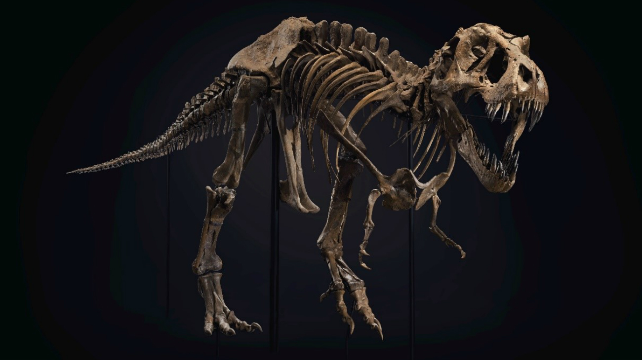 Under the hammer: Stand the Tyrannosaurus rex