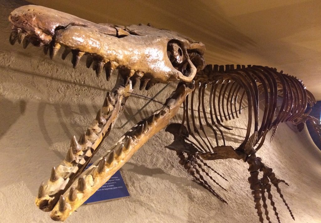 Reconstructie fossiel skelet van Mosasaurus hofmannii in Natuurhistorisch Museum Maastricht