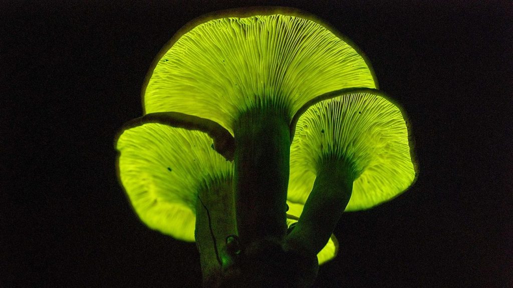 Paddenstoelen bioluminescent