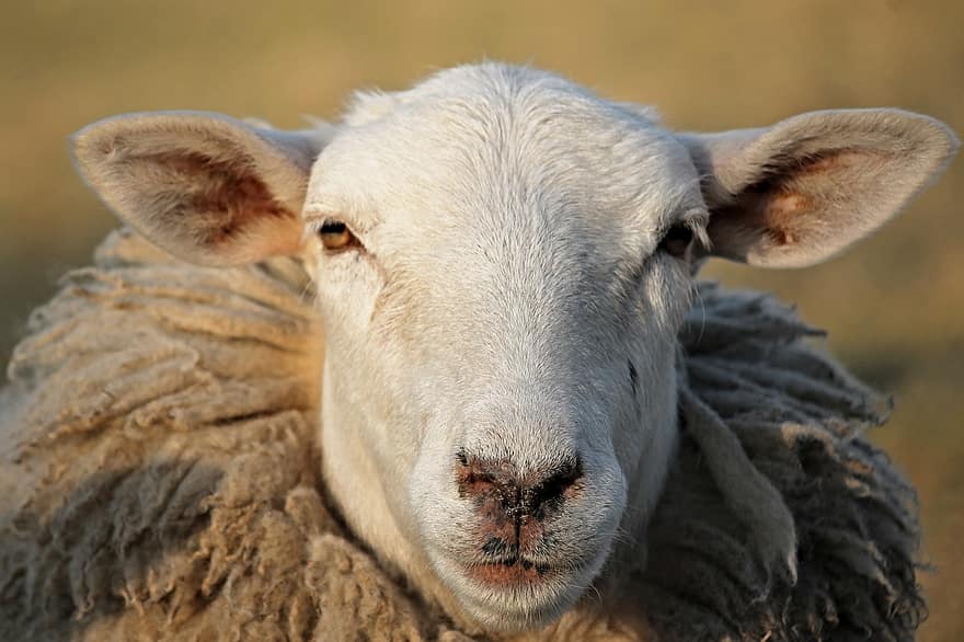 slimheid dieren