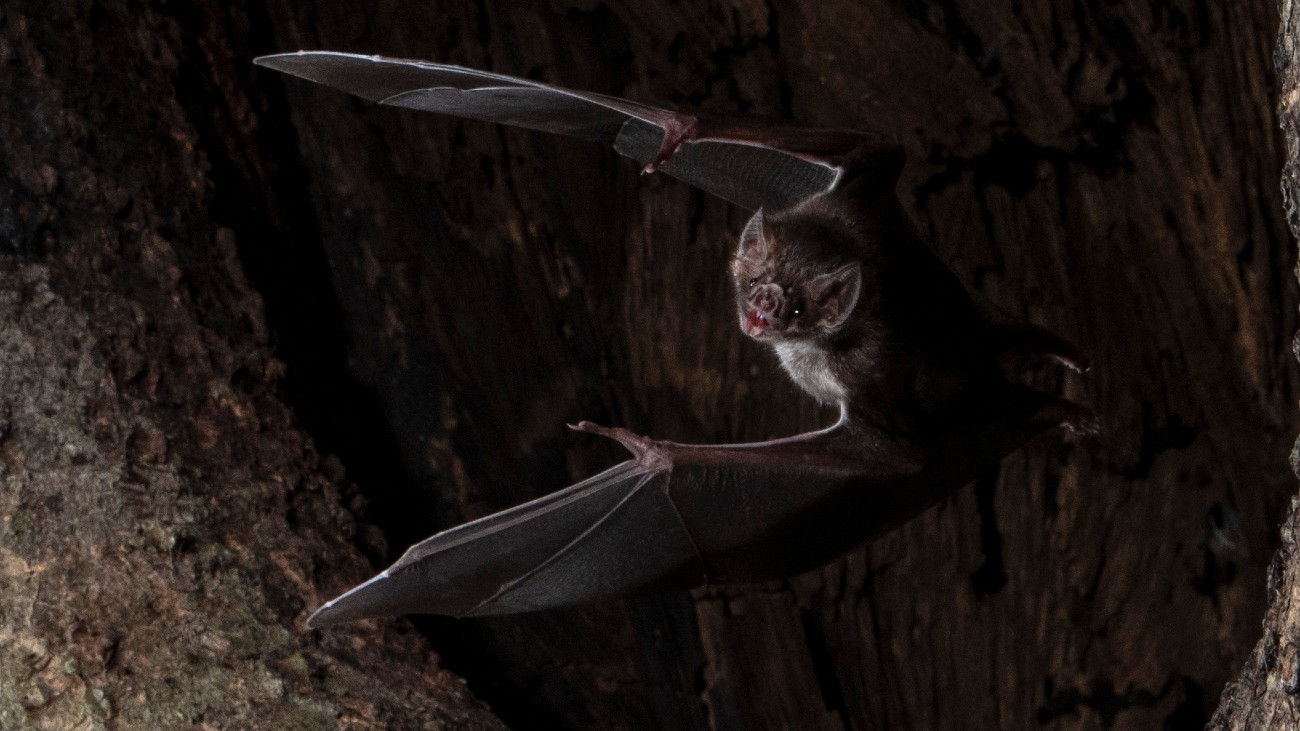 Sick bats engage in ‘social distancing’