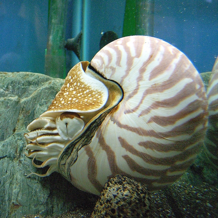 Nautilus, levend fossiel