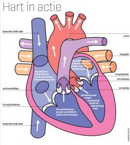 In 5 Minuten: Het Hart | KIJK Magazine